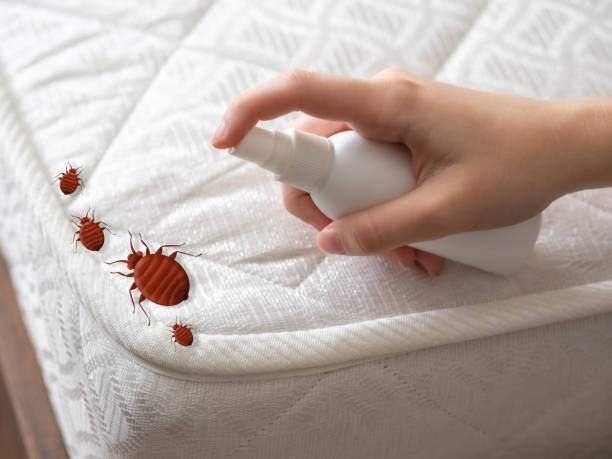 Best Affordable Pest Control Services  in Red Lake Falls, MN