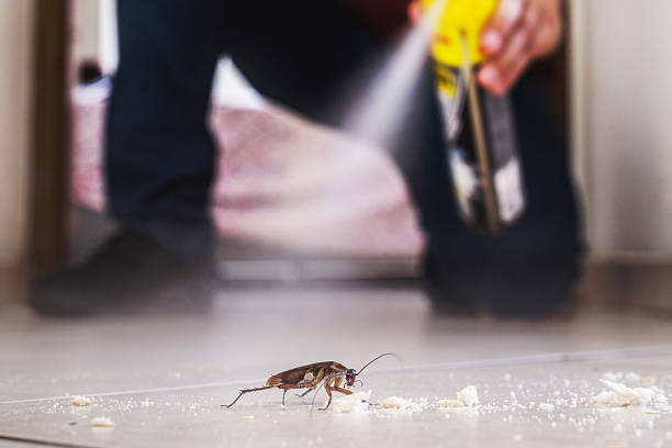 Best Termite Control Services  in Red Lake Falls, MN